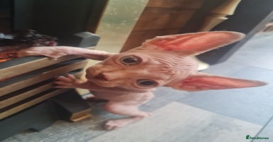 Sphynx cats - Advert 4