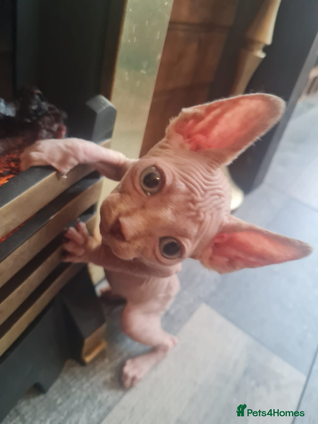 Sphynx cats for sale: Sphynx kittens - Image 2