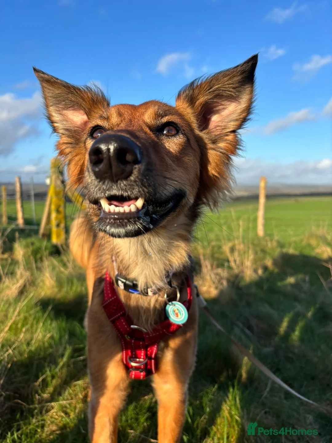 Mixed Breed dogs for sale: Pretty girl Trudi looking for her forever home  in Portsmouth - Advert 13