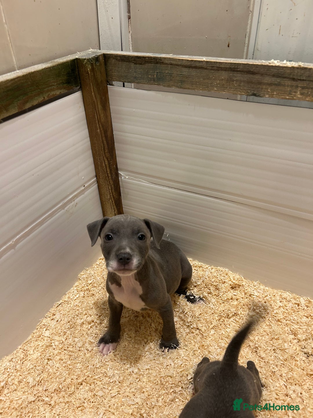 Staffordshire Bull Terrier dogs for sale: Stunning KC Staffordshire bull terrier puppies - Advert 2