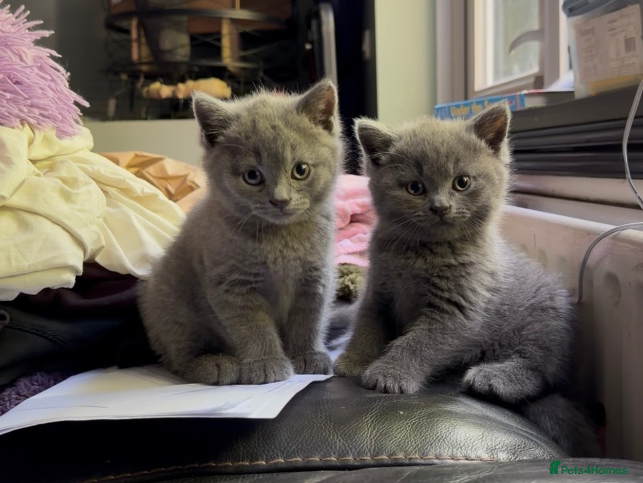 British Shorthair cats for sale: Beautiful British Shorthair kittens READY NOW! - Advert 1