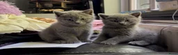 British Shorthair cats for sale: Beautiful British Shorthair kittens READY NOW! - Advert 1