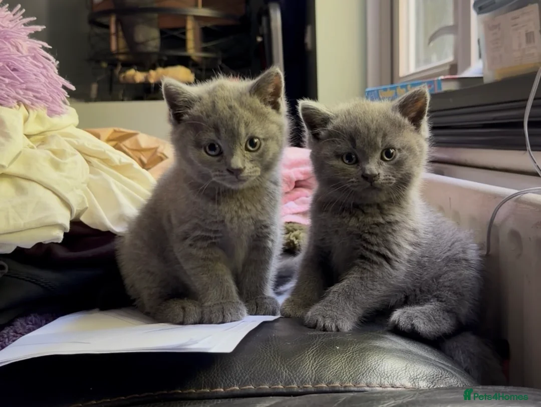 British Shorthair cats for sale: Beautiful British Shorthair kittens READY NOW! - Advert 1