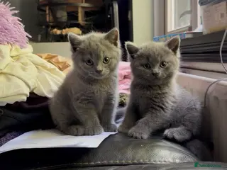 British Shorthair cats for sale: Beautiful British Shorthair kittens READY NOW! - Advert 1