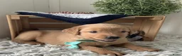 Golden Retriever dogs for sale: Golden Retriever  - Advert 1