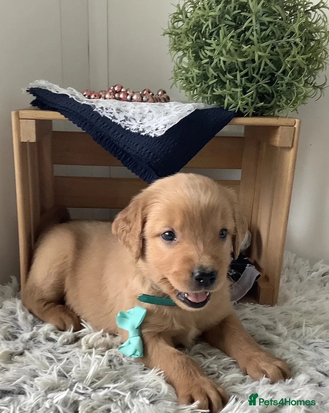 Golden Retriever dogs for sale: Golden Retriever  - Advert 1