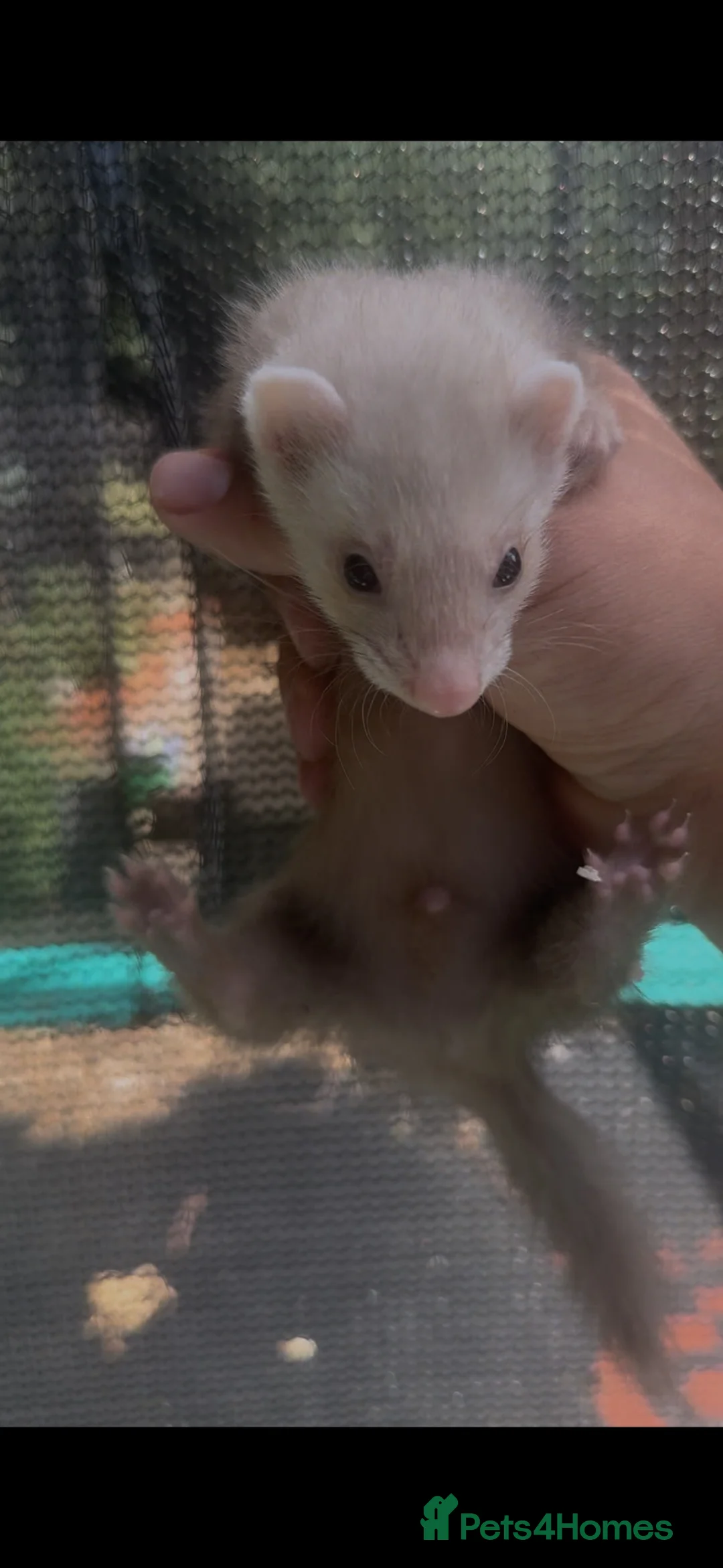Ferret rodents for sale:  Small Sandy Hob Kit - Advert 4