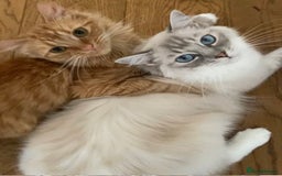 British Longhair cats for sale: Amber - British Semi Longhair - Image 3