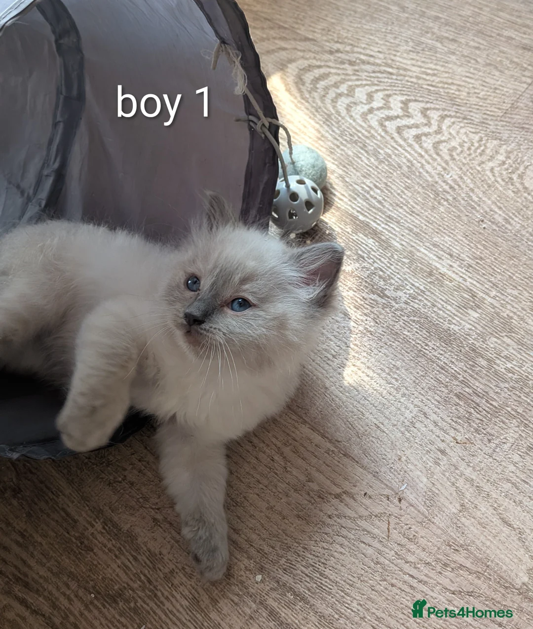 Ragdoll cats for sale: 6 beautiful pedigree kittens - Advert 14