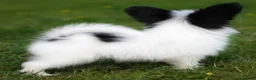 Papillon dogs for sale: HEALTH TESTED Papillon & Phalene  - Advert 9