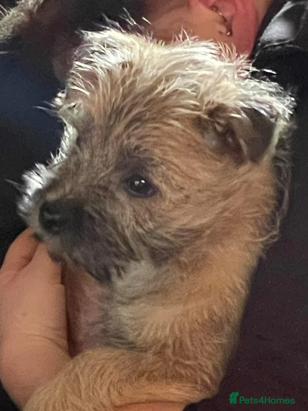 Cairn Terrier dogs for sale: Cairn Terrier Pups - Advert 1