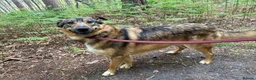 Mixed Breed dogs for adoption: Nancy - Norwich Norfolk  - Advert 3