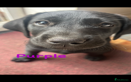 Labrador Retriever dogs for sale: Labrador pups for sale - Image 20