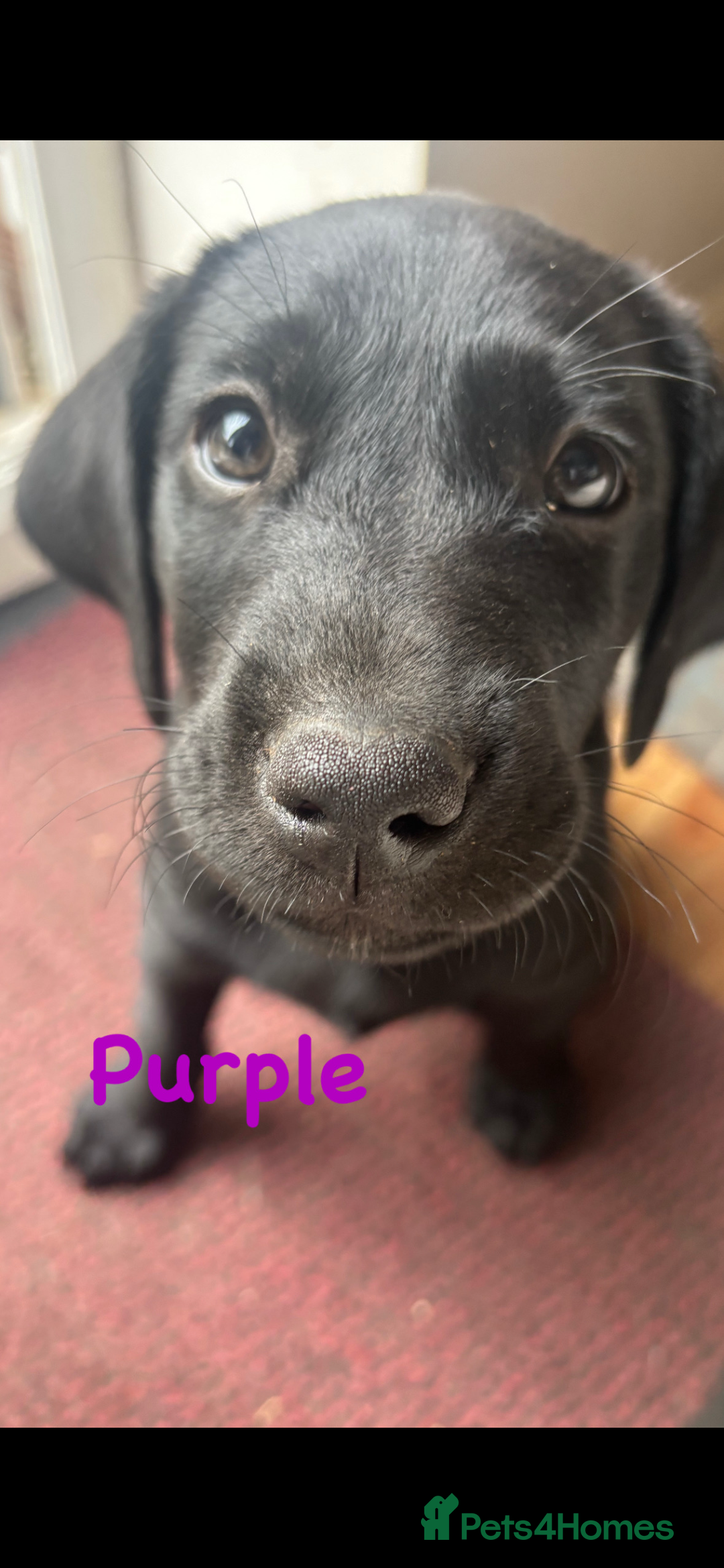 Labrador Retriever dogs for sale: Labrador pups for sale - Image 20
