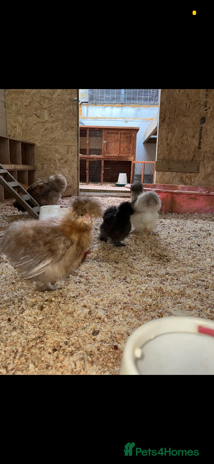 Chickens poultry Unhatched pure bred silky chicken eggs  - Advert 4