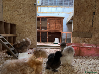 Chickens poultry Unhatched pure bred silky chicken eggs - Advert 23