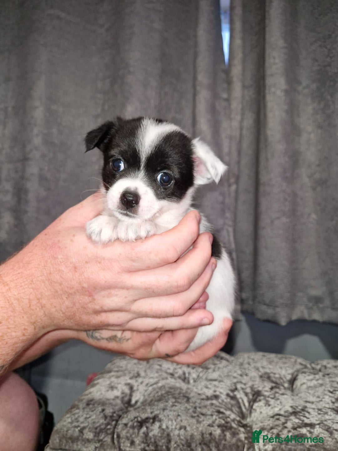 Pomchi dogs for sale: Last male pomchi left - Image 6