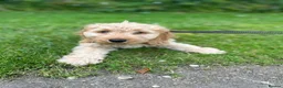 Cockapoo dogs for sale: 15 Week Old Cockapoo Looking for a Forever Home 🐾 in Manchester - Advert 3
