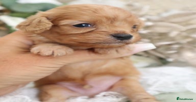 Cavapoo dogs - Advert 10