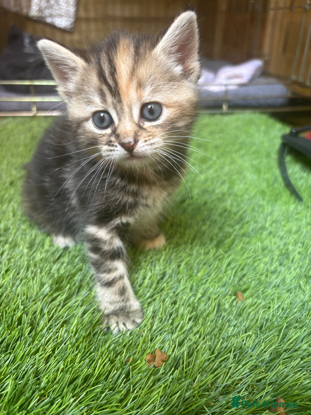 Domestic Shorthair cats for sale: Beautiful/chunky domestic short hair kittens  - Image 11