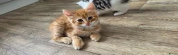 Mixed Breed cats for sale: Maine coon kittens available - Advert 2