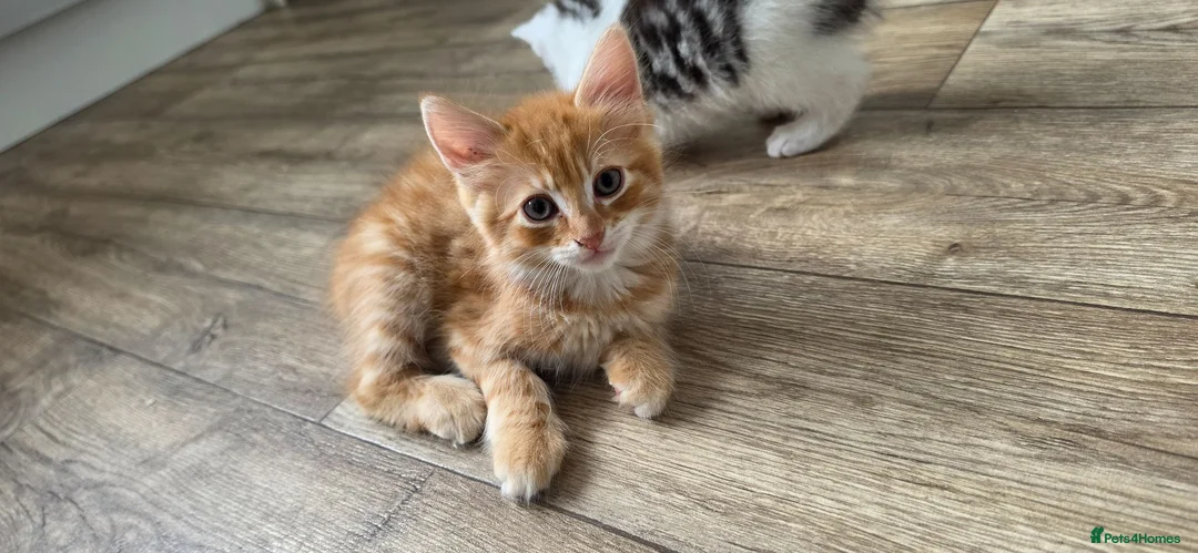 Mixed Breed cats for sale: Maine coon kittens available - Advert 2
