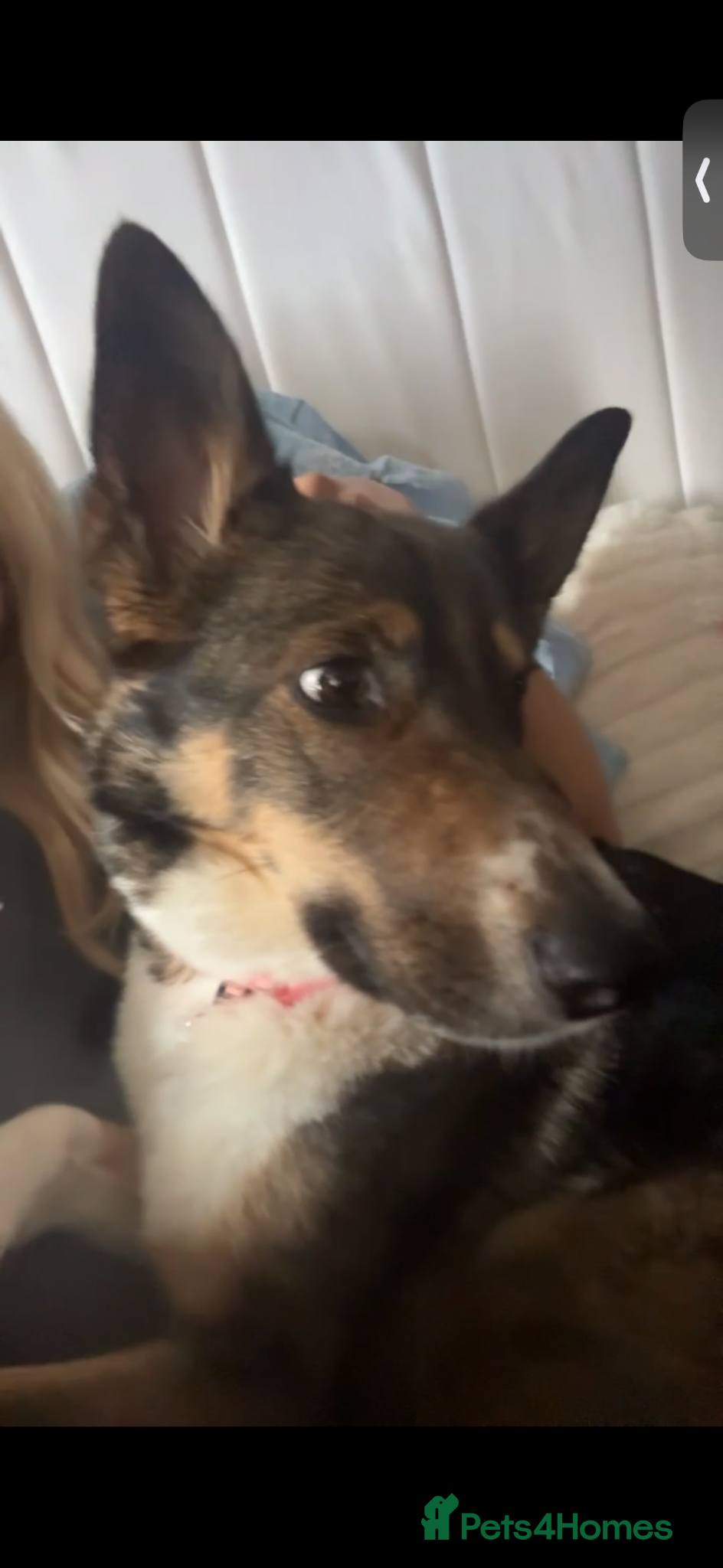Mixed Breed dogs for sale: German shepherd Border collie cross - Advert 13