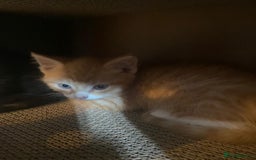 Mixed Breed cats for sale: Kittens ready 26th Aug - Image 9
