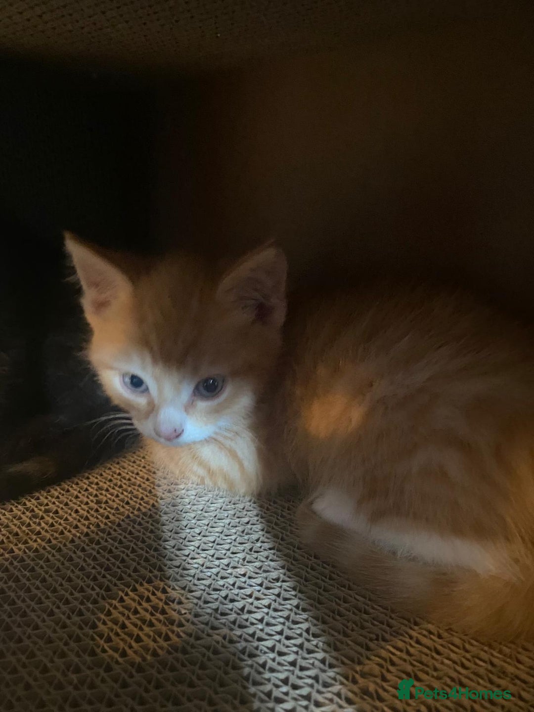 Mixed Breed cats for sale: Kittens ready 26th Aug - Image 9