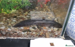 Axolotl reptiles for sale: Axolotl Juveniles Approx 3 months old - Image 3
