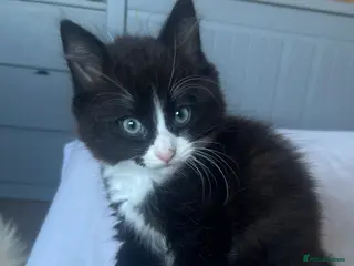 Ragdoll cats 2 male ragdoll tuxedo cats - Advert 1