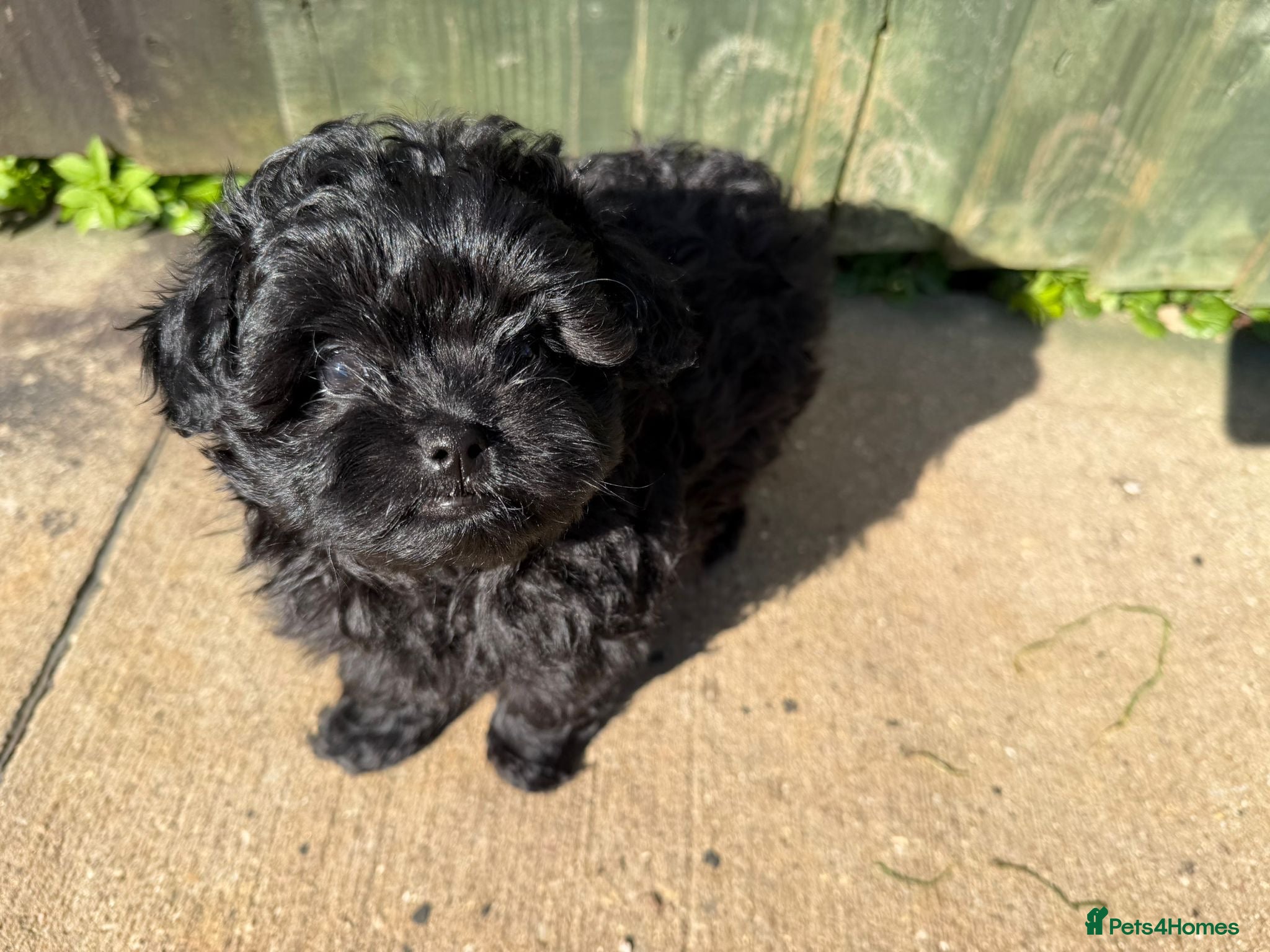 Mixed Breed dogs Cavapom - Advert 9