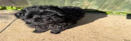 Mixed Breed dogs for sale: Cavapom - Advert 5