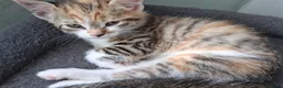 Mixed Breed cats for sale: RARE Tabico kittens 😻 Calico Tabbies  - Advert 3