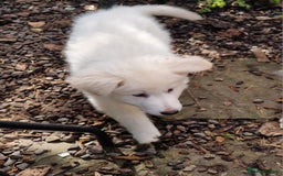 German Shepherd dogs for sale: Gorgeous long coated German Shepherd puppies - Image 17