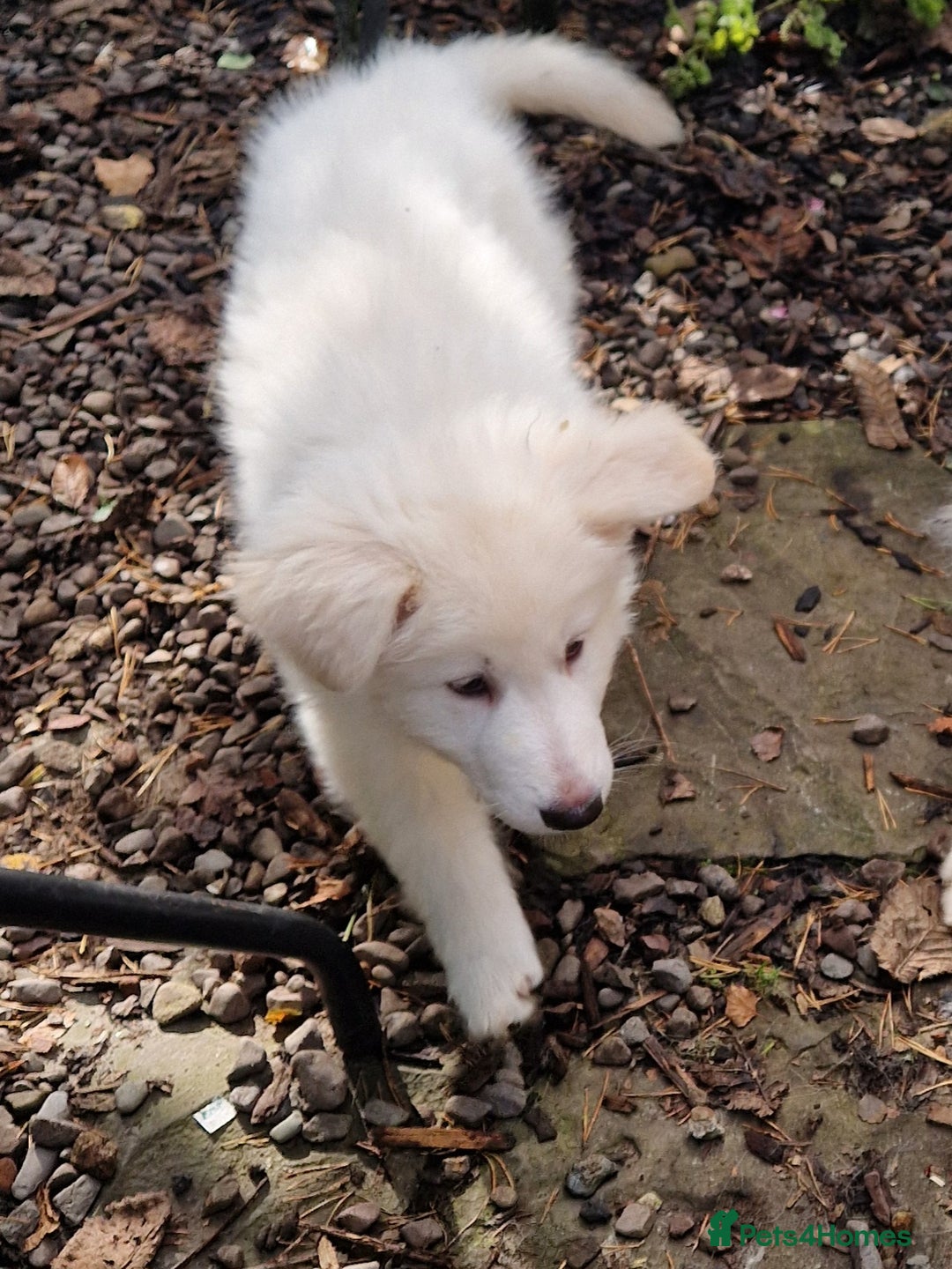 German Shepherd dogs for sale: Gorgeous long coated German Shepherd puppies - Image 17