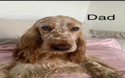 Mixed Breed dogs for sale: Health tested Australian Labradoodles - Image 13