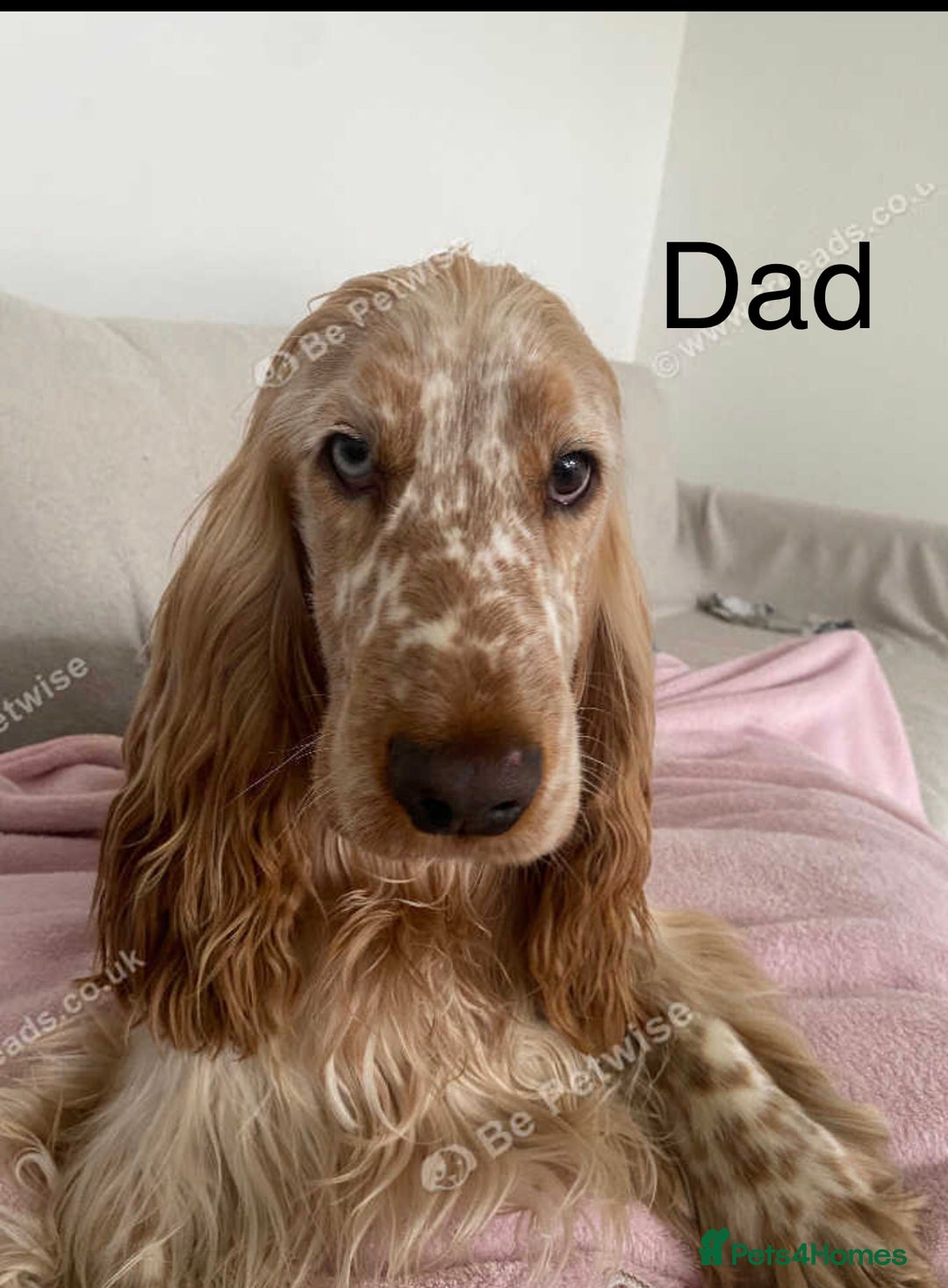 Mixed Breed dogs for sale: Health tested Australian Labradoodles - Image 13