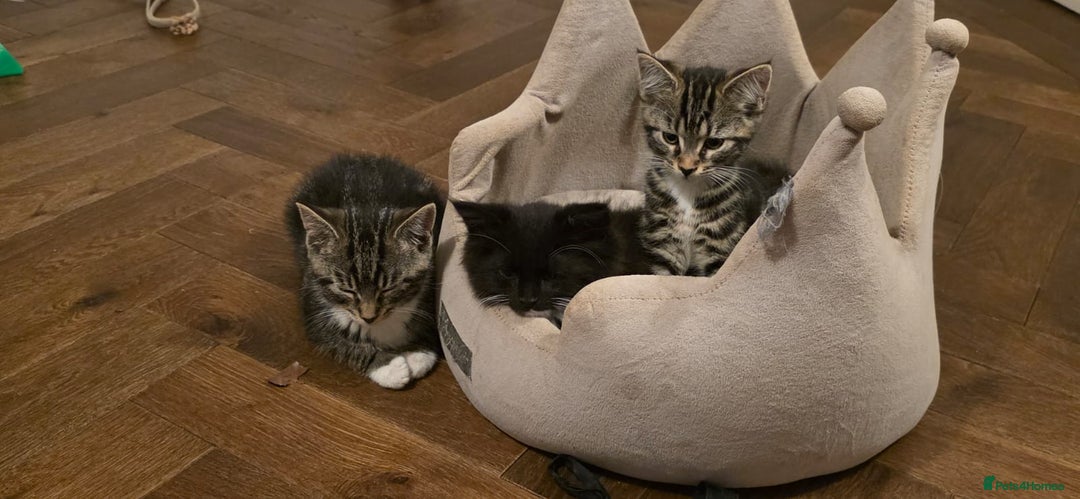 Maine Coon cats for sale: Tabby Maine coon x kittens. Ready to leave - Image 13