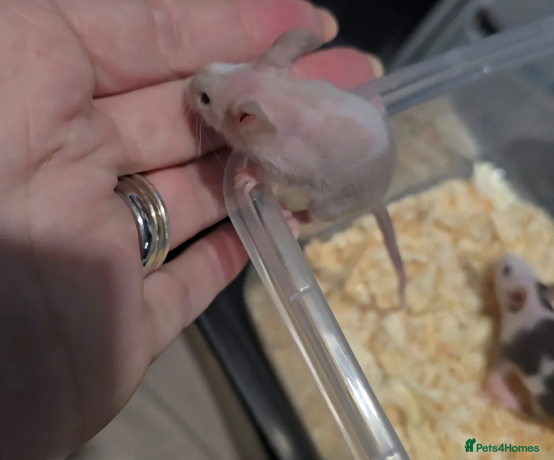 Mouse rodents for sale: 2 female fuzzy Fancy mice - Advert 4