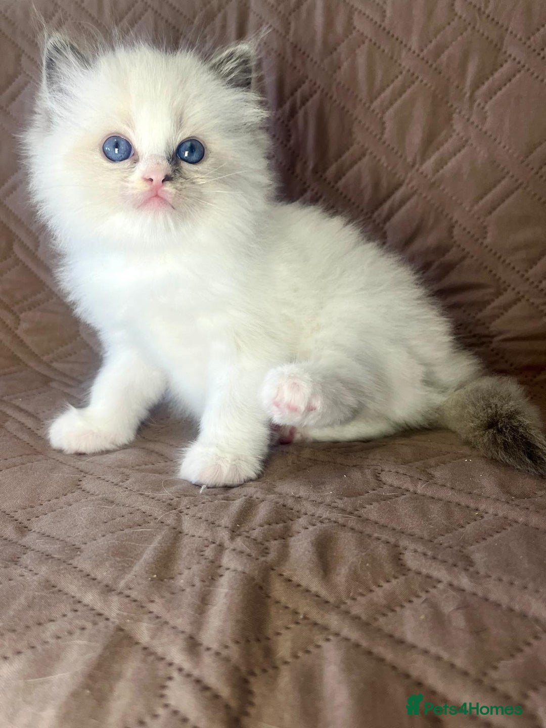 Ragdoll cats for sale: GCCF Registered Ragdoll Kittens Available  - Advert 12