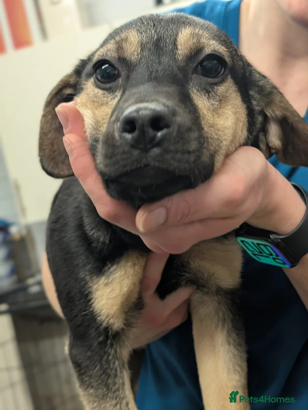 Mixed Breed dogs for adoption: Pansy - In Aye Looking for a Home  - Advert 5