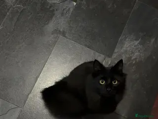 Mixed Breed cats Male Cat, Oreo in Ferndale - Advert 2