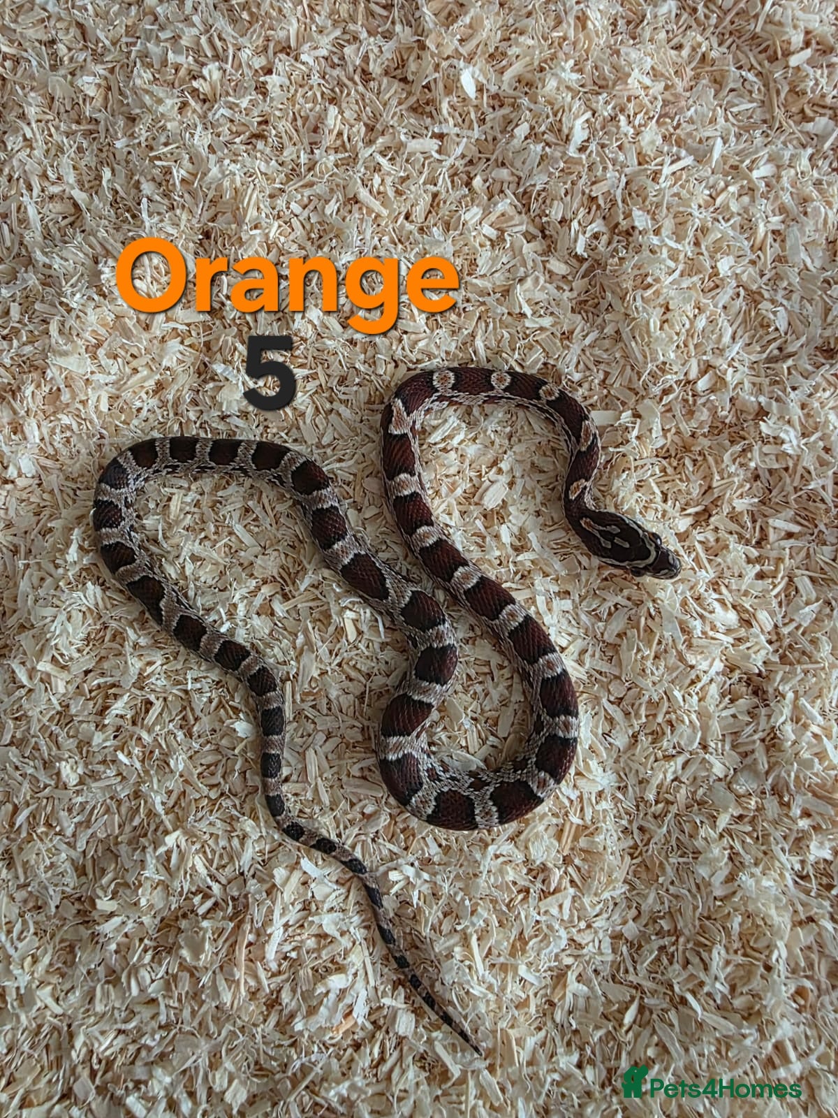 Corn Snake reptiles for sale: Various Cornsnakes avilable  - Advert 15