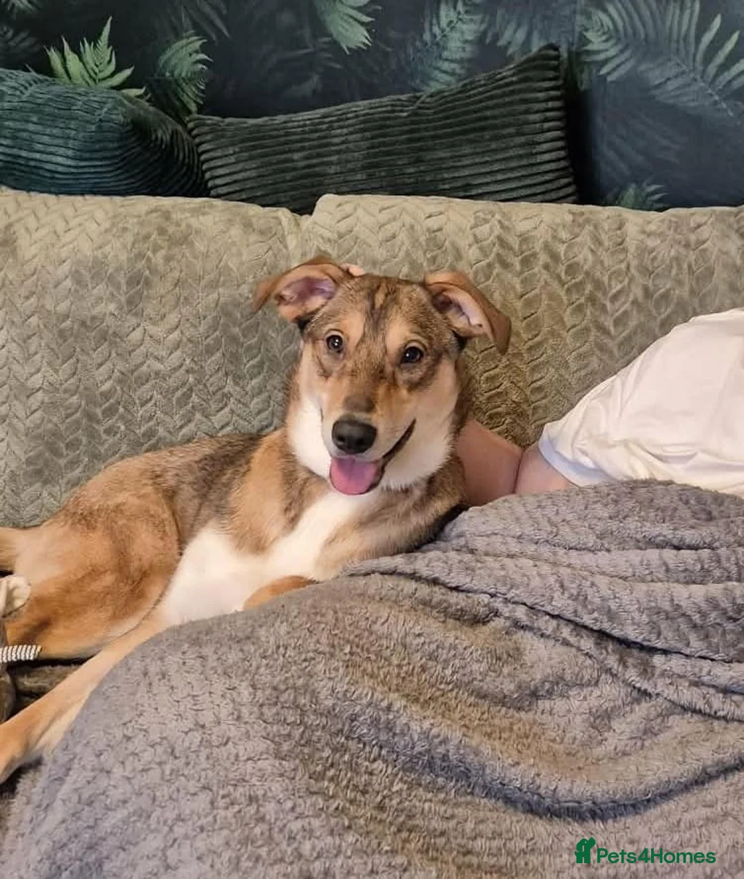 Mixed Breed dogs for adoption: URGENT:❤️DIANA❤️Social Loving 8 month old girl - Advert 2