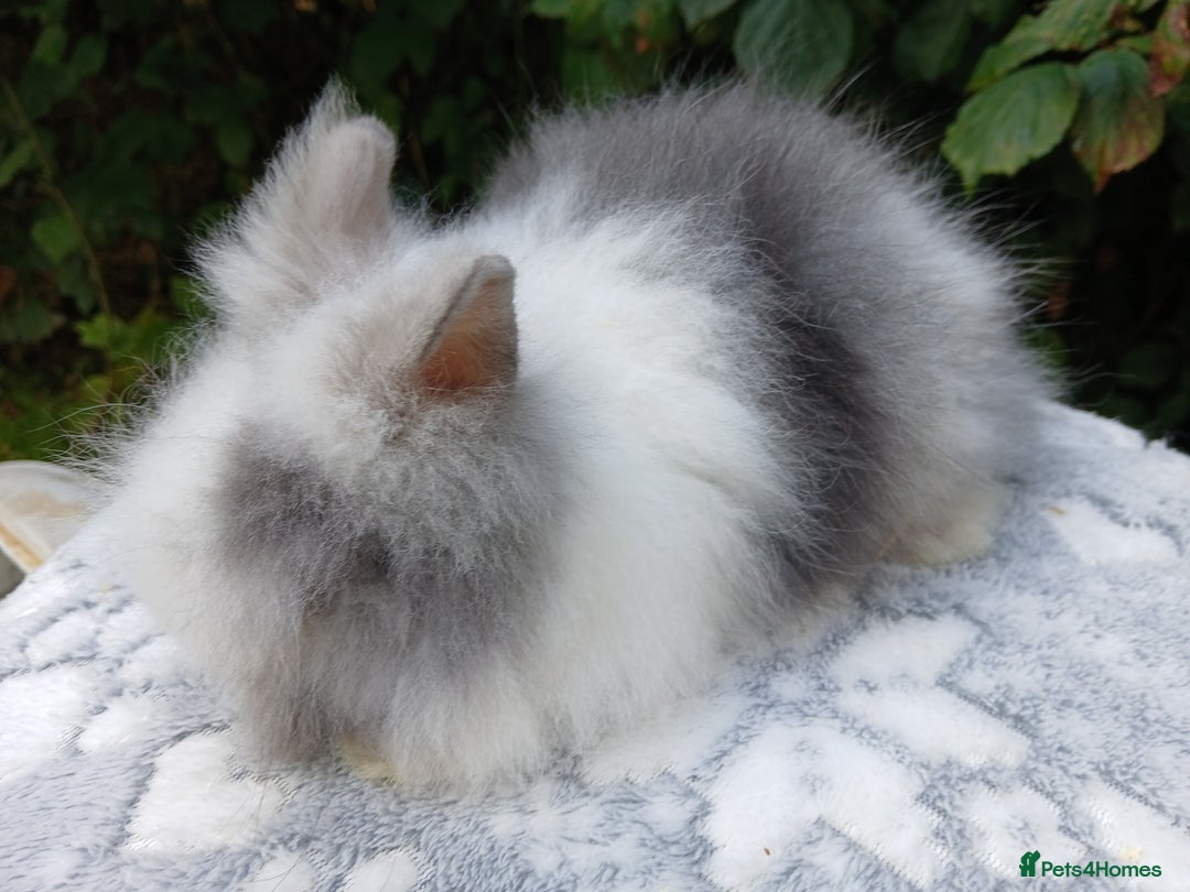 Lionhead rabbits for sale: Stunning DM Lionhead baby rabbits RTR - Image 7