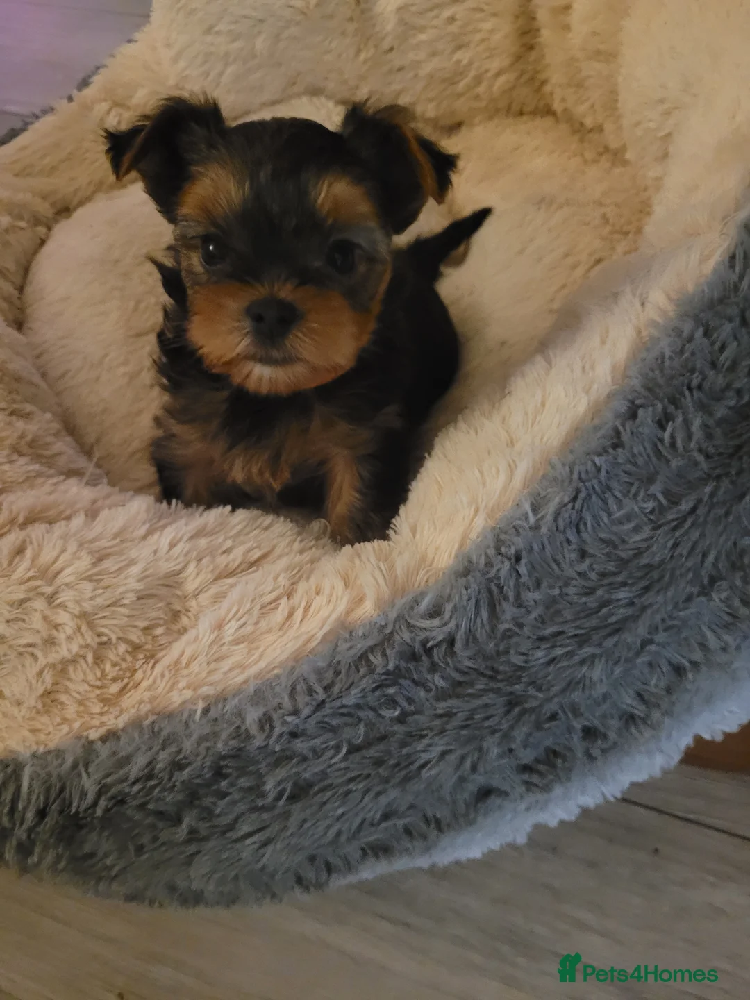 Yorkshire Terrier dogs for sale: Yorkshire terrier - Advert 4