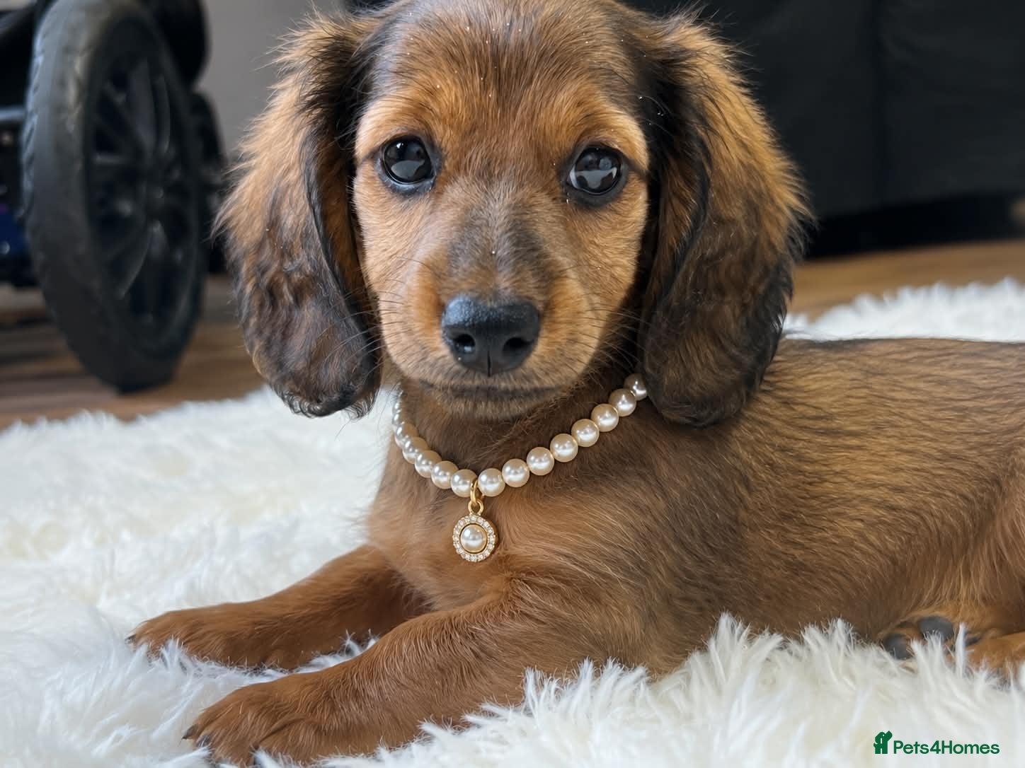 Miniature Dachshund dogs Reduced price -Mini longhair Dachshund female  - Advert 7