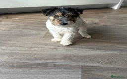 Fox Terrier dogs for sale: Fox Terrier puppies for sale - 07704995261 - Image 19