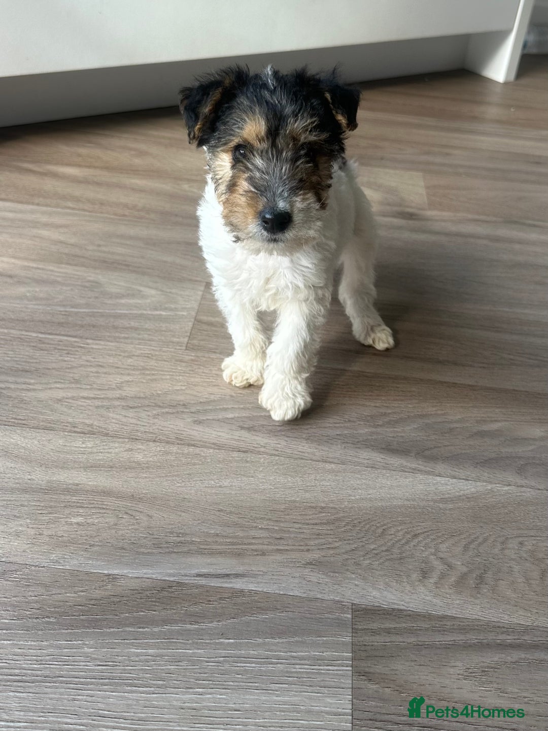 Fox Terrier dogs for sale: Fox Terrier puppies for sale - 07704995261 - Image 19